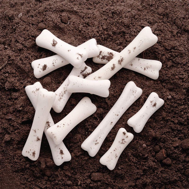 Yellow Door YUS1038 Dinosaur Bones Discovery Set (Pack of 12) - Image 3